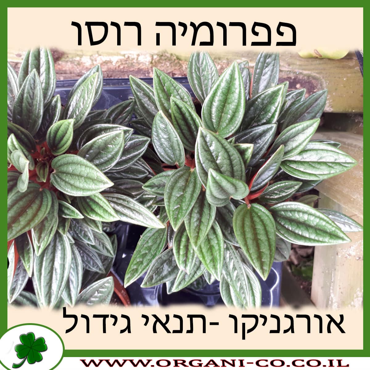 פפרומיה רוסו
