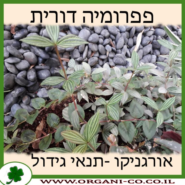 פפרומיה דורית פפרומיה דורית