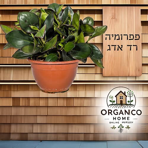 פפרומיה רד אדג למכירה - מחיר