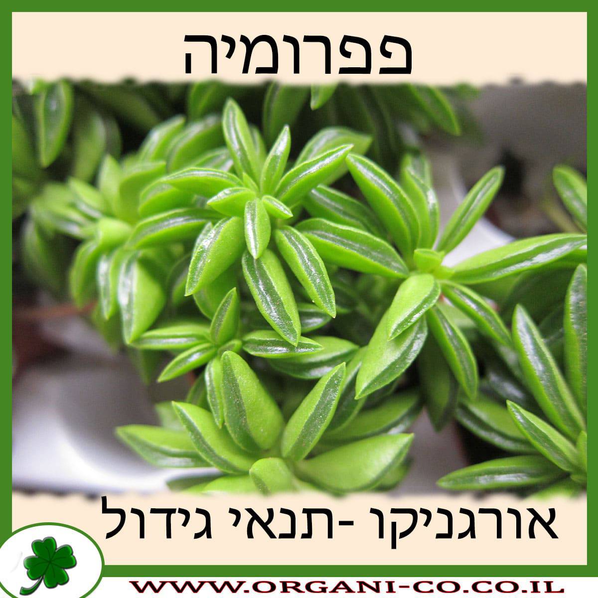 פפרומיה
