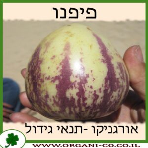 פיפנו גידול צמח