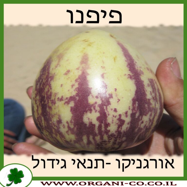 פפינו פיפנו גידול צמח