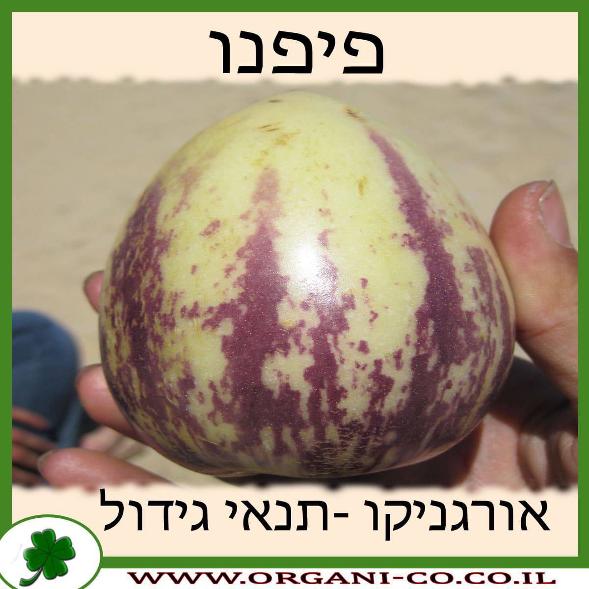 פיפנו גידול צמח