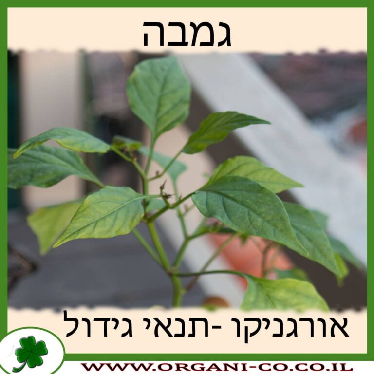 גמבה גמבה