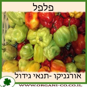 פלפל צמח