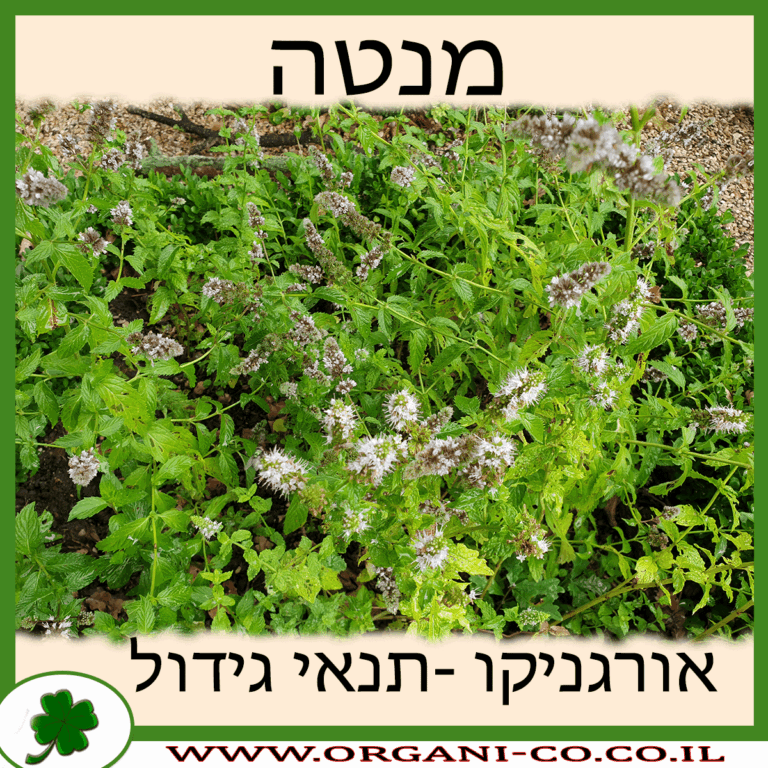 מנטה מנטה גידול צמח