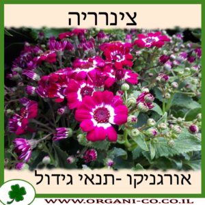 צינרריה