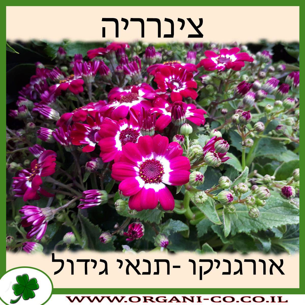 צינרריה