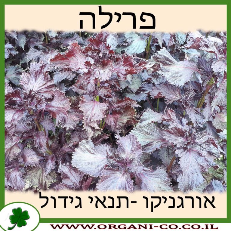פרילה פרילה גידול צמח
