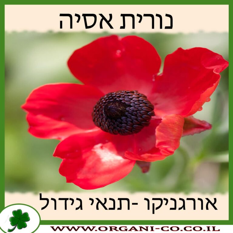 נורית אסיה