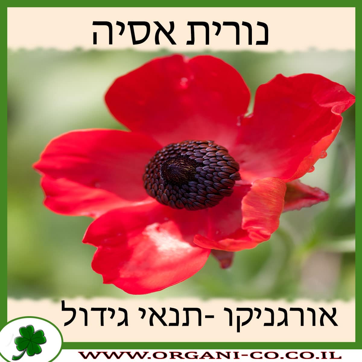 נורית אסיה
