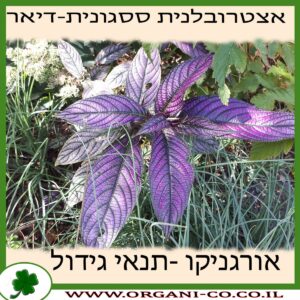 אצטרובלנית ססגונית (דיאר) גידול צמח