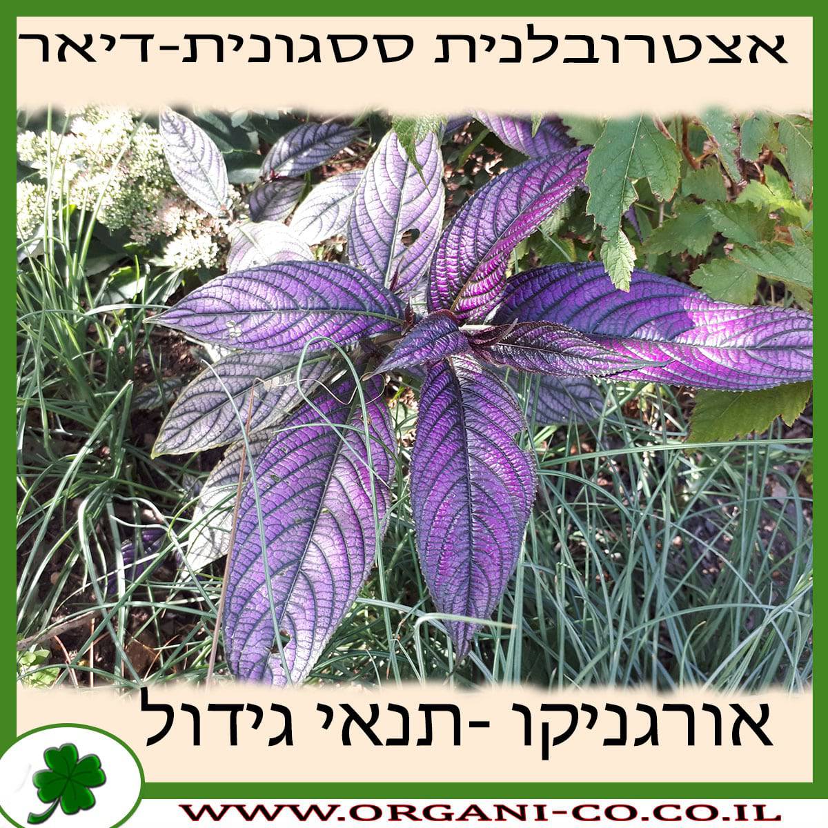 אצטרובלנית ססגונית (דיאר) גידול צמח
