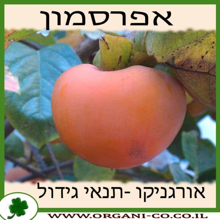 אפרסמון עץ אפרסמון גידול צמח