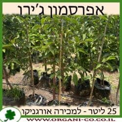 אפרסמון 25 ליטר