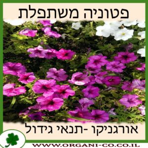 פטוניה משתפלת