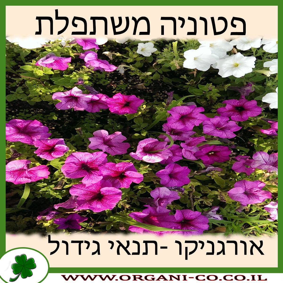 פטוניה משתפלת