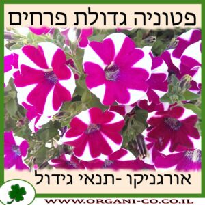 פטוניה גדולת פרחים