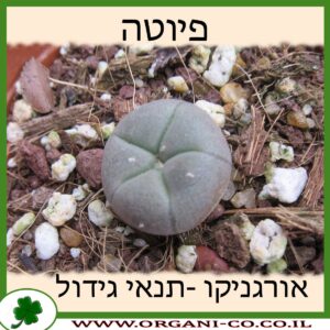 פיוטה