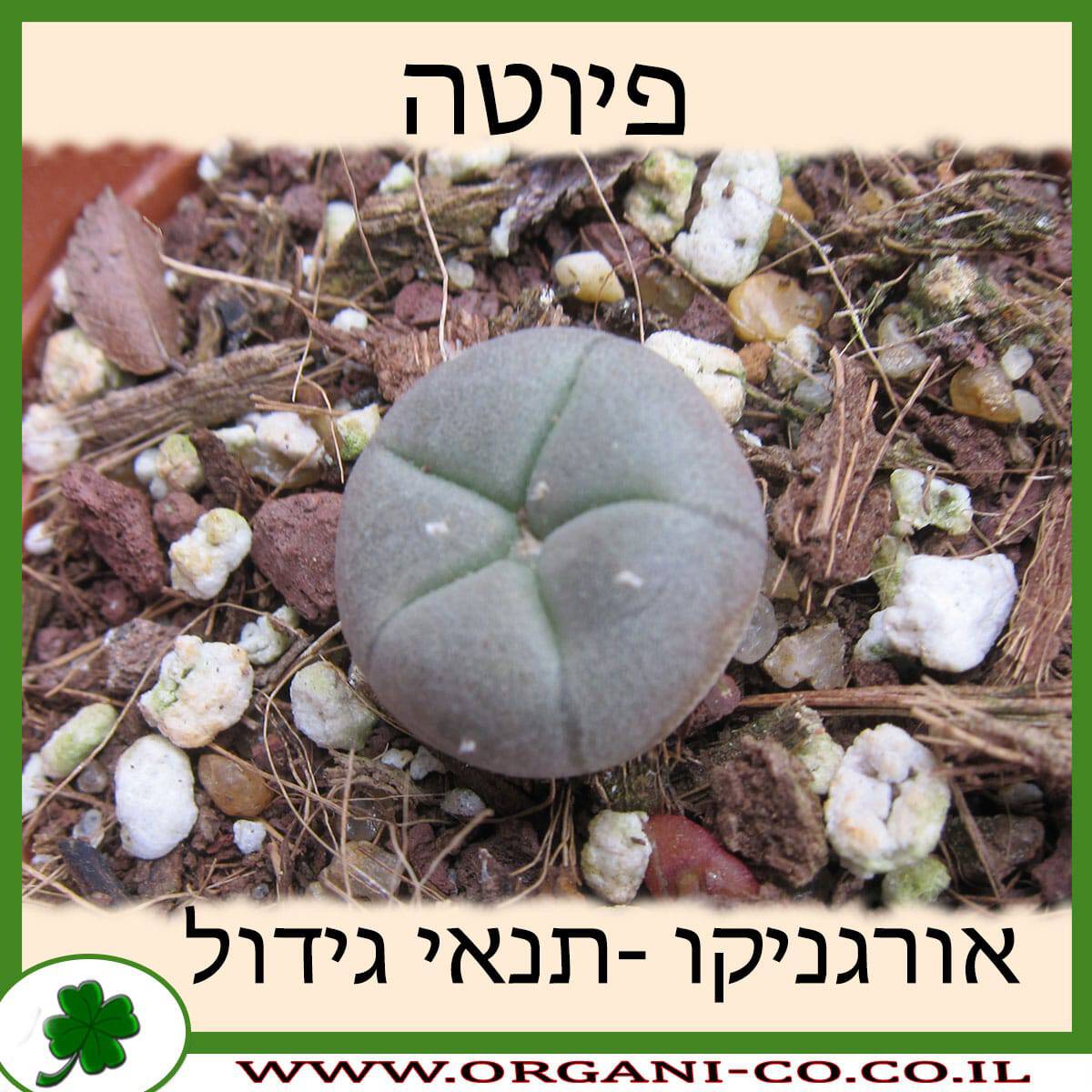פיוטה