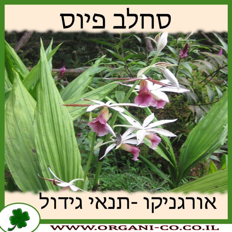 סחלב פיוס סחלב פיוס