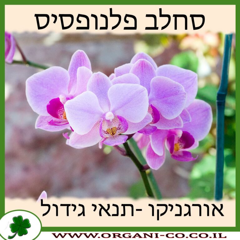סחלב פלנופסיס סחלב פלנופסיס