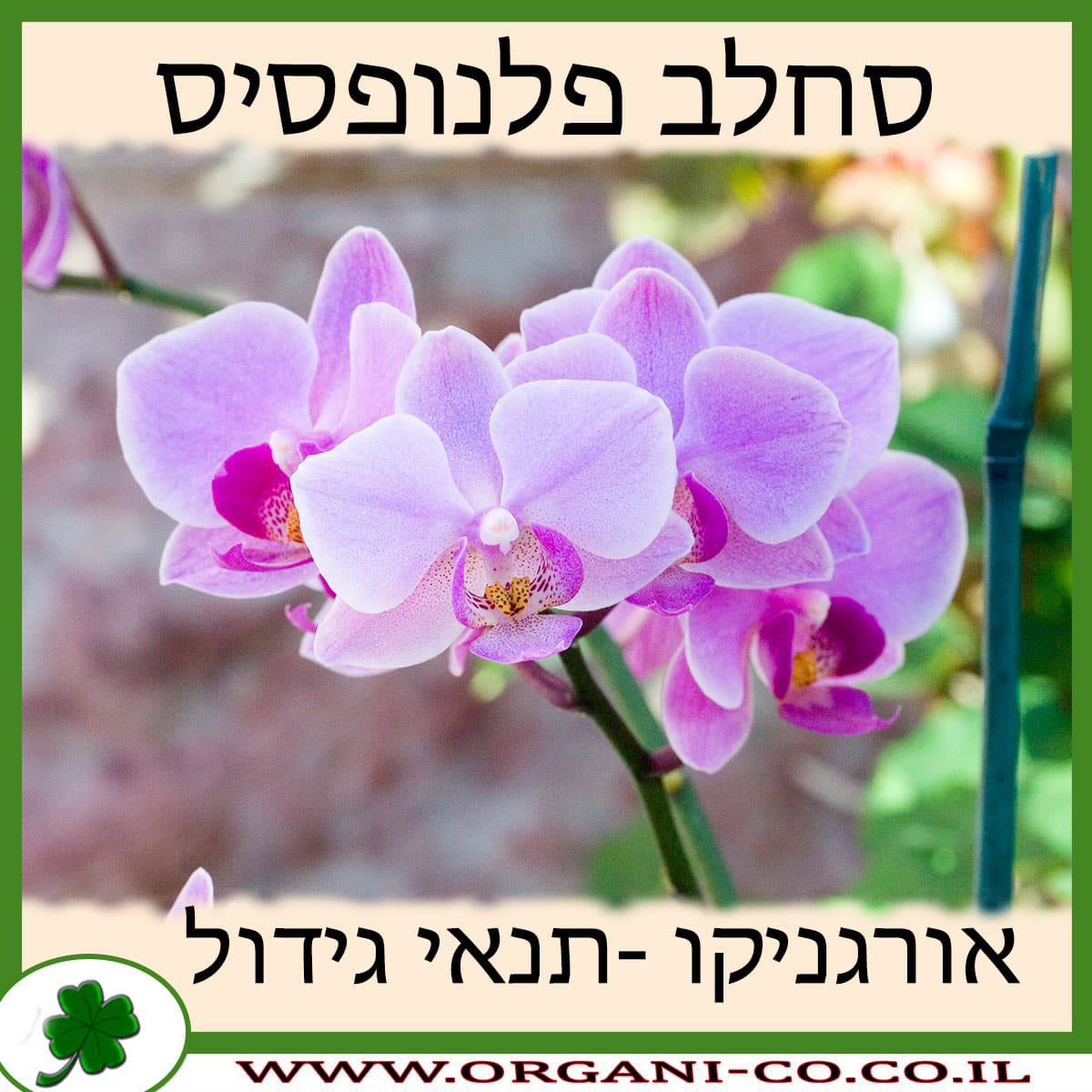 סחלב פלנופסיס