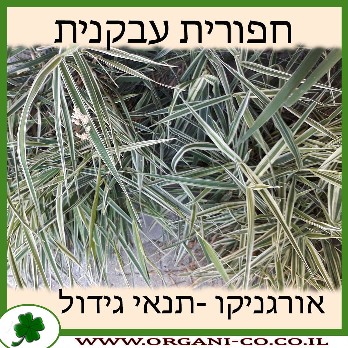חפורית עבקנית