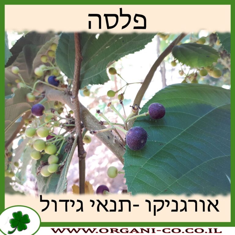 פלסה פלסה תנאי גידול