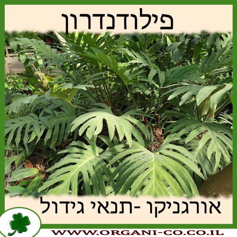 פילודנדרון פילודנדרון
