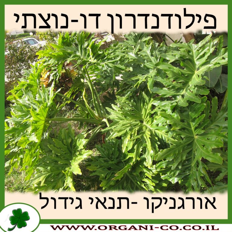 פילודנדרון דו-נוצתי פילודנדרון דו-נוצתי