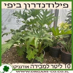 פילודנדרון ביפי (דו נוצתי) 10 ליטר
