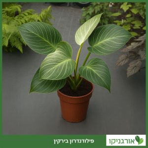 פילודנדרון בירקין - גידול וטיפול