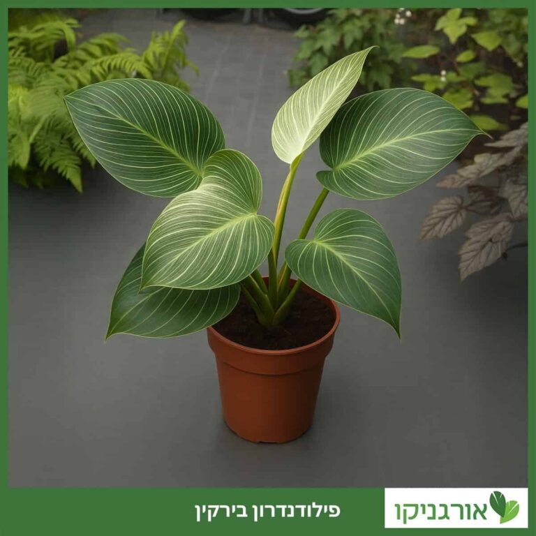 פילודנדרון בירקין פילודנדרון בירקין - גידול וטיפול