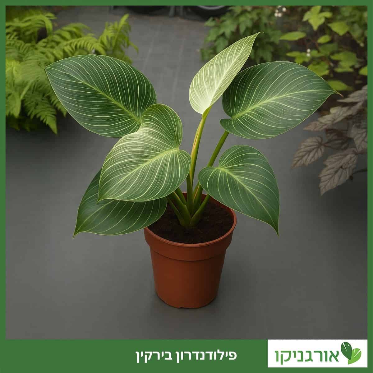 פילודנדרון בירקין - גידול וטיפול