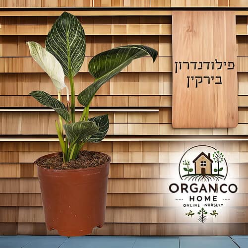 פילודנדרון בירקין - למכירה מחיר
