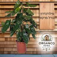 פילודנדרון בורל מרקס למכירה - מחיר