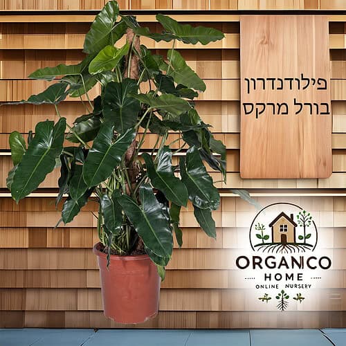 פילודנדרון בורל מרקס למכירה - מחיר