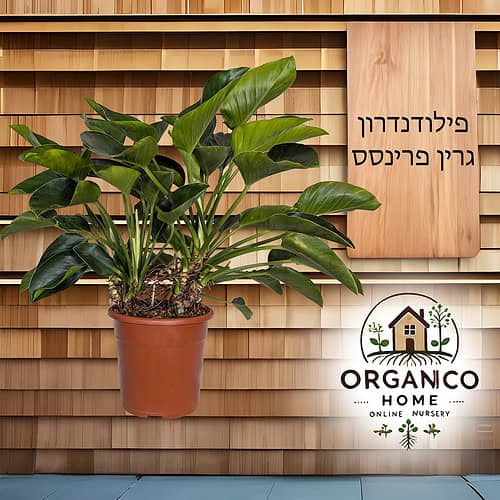פילודנדרון גרין פרינסס
