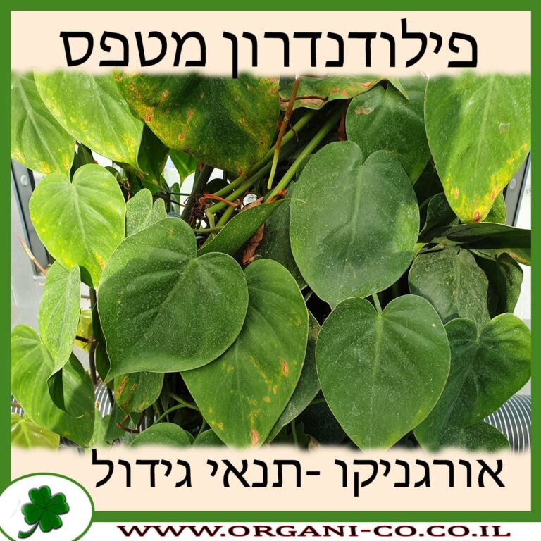 פילודנדרון מטפס פילודנדרון מטפס