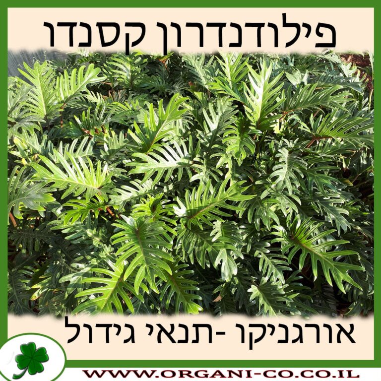 פילודנדרון קסנדו פילודנדרון קסנדו