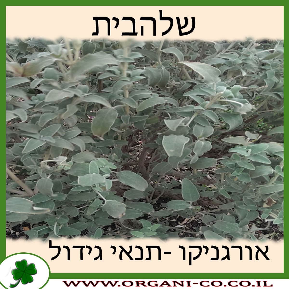 שלהבית