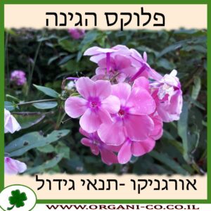 פלוקס הגינה