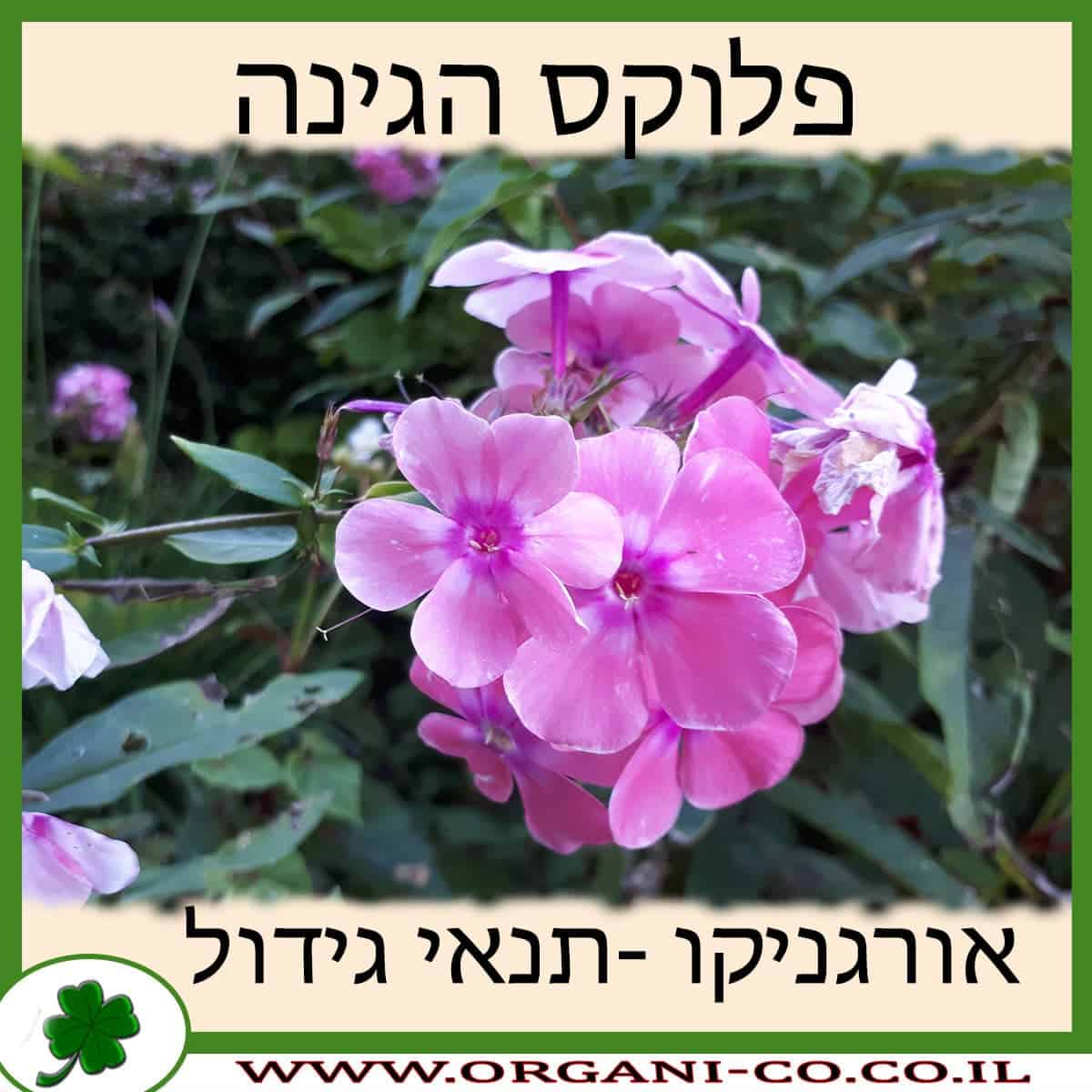 פלוקס הגינה