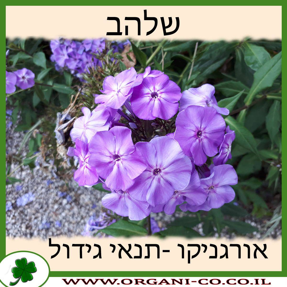 שלהב