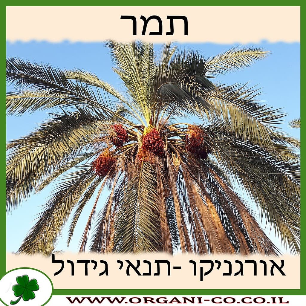 תמר עץ - גידול עץ - משתלת אורגניקו - גידול אורגני - Phoenix plant