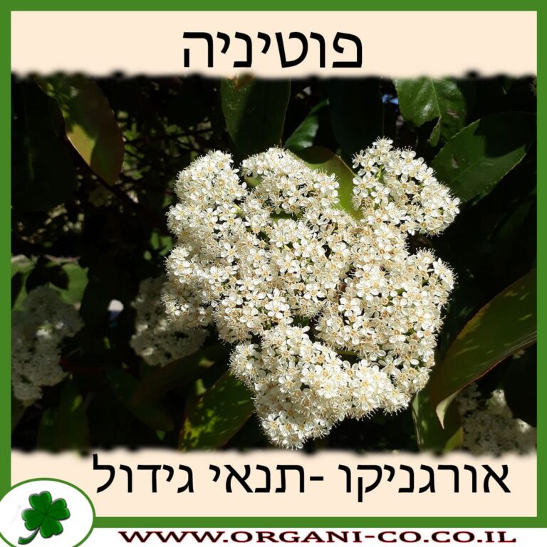 פוטיניה פוטיניה