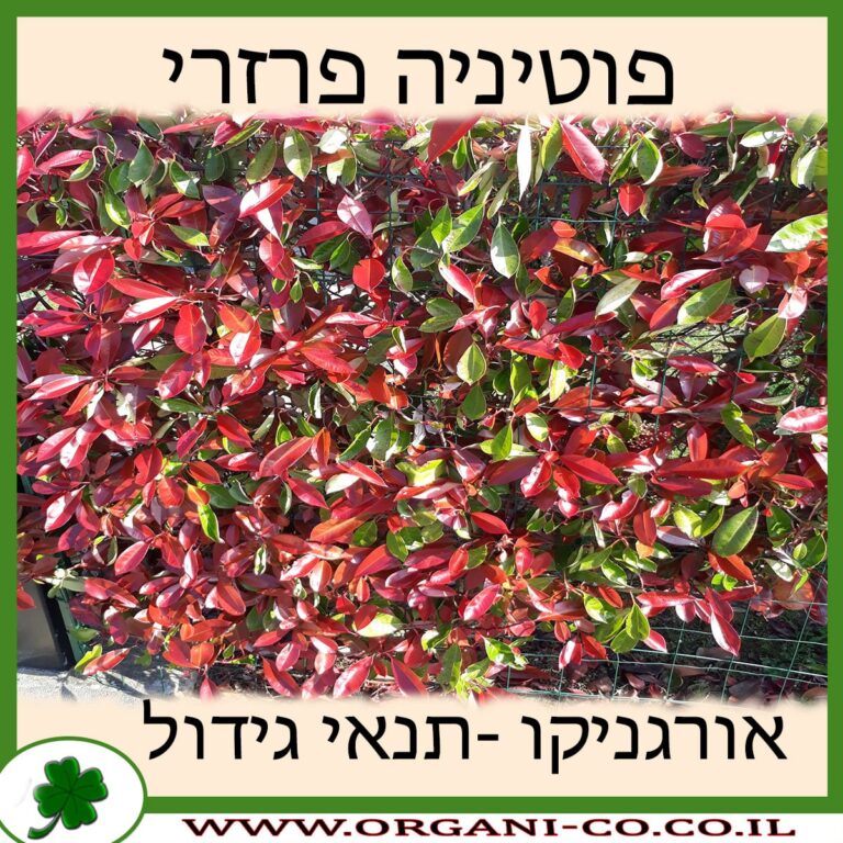 פוטיניה פרזרי פוטיניה פרזרי