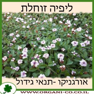 ליפיה זוחלת