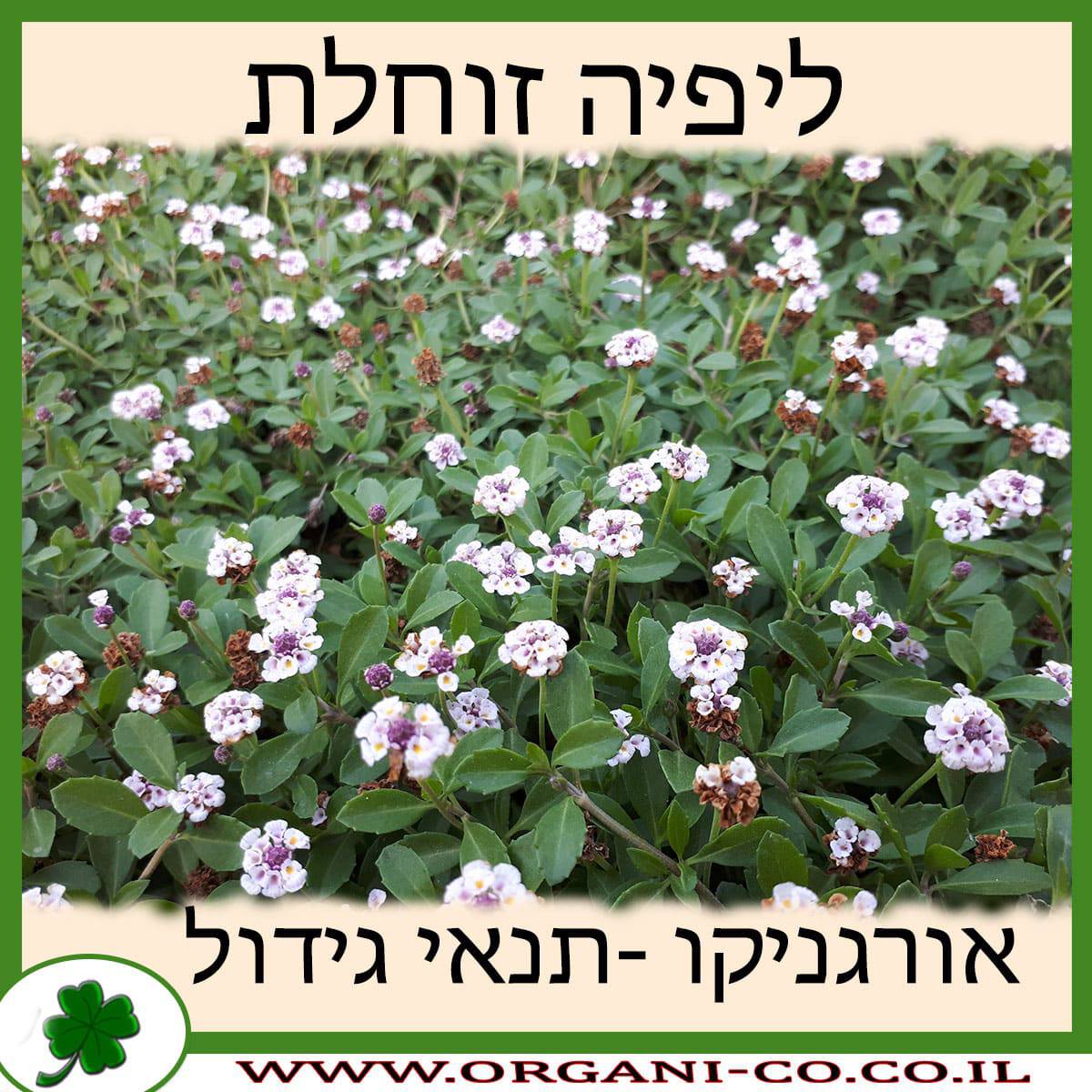 ליפיה זוחלת